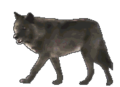 wolfpic5.gif